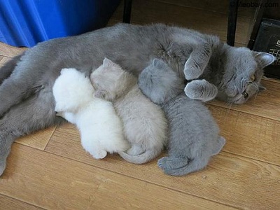 Quá trình mèo mang thai, cách chăm sóc mèo con mới sinh