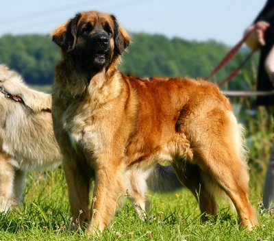 Top 10 giống chó có trọng lượng lớn nhất thế giới