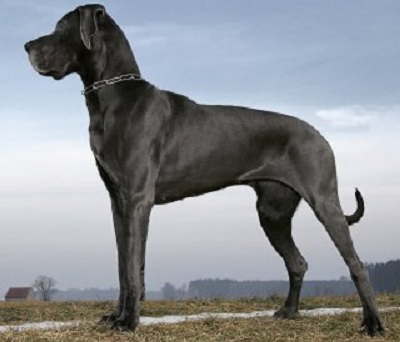 Top 10 giống chó có trọng lượng lớn nhất thế giới