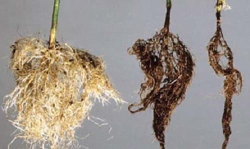 Cây cảnh bị thối rễ nguyên nhân do dâu, xử lý cây bị thối rễ, phòng ngừa