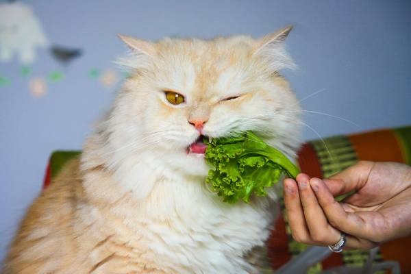 Bật mí chế độ ăn cho mèo bị sỏi bàng quang cực hay