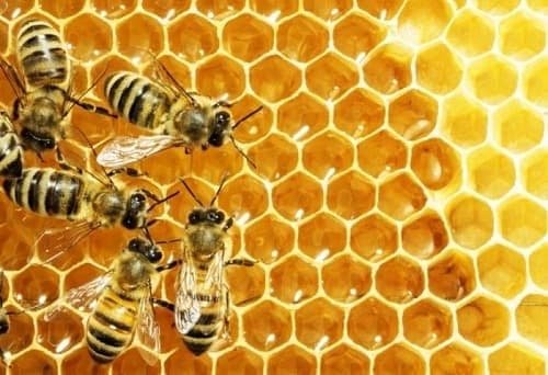 Phòng và điều trị một số bệnh thường gặp ở ong mật được các chuyên gia tiết lộ