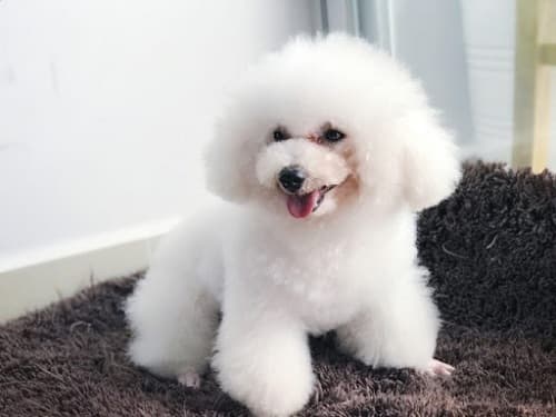 Bệnh viêm tử cung ở chó: những điều cần biết