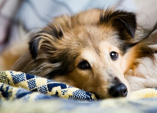 Bí quyết giúp cún cưng bớt sợ hãi khi ở nhà một mình
