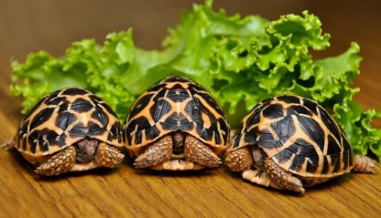 Cách nuôi và chăm sóc rùa sao Ấn Độ khỏe mạnh