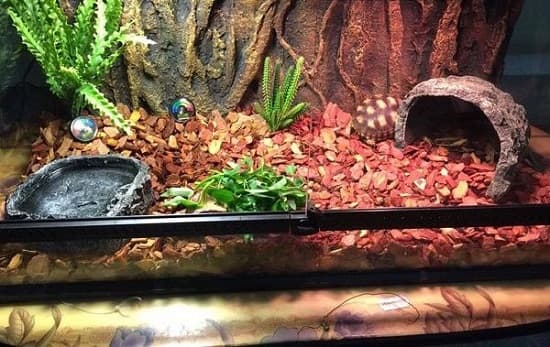 Cách nuôi và chăm sóc rùa sao Ấn Độ khỏe mạnh