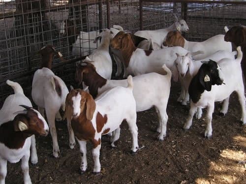 Chăn nuôi dê cần nhớ những điều quan trọng này