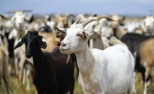 Chăn nuôi dê: tập tính, đặc điểm sinh trưởng của dê