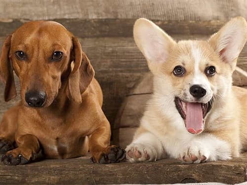 Chó bị chân vòng kiềng: nguyên nhân, cách phòng tránh