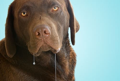 Chó bị chảy nước dãi: nguyên nhân, cách phòng ngừa