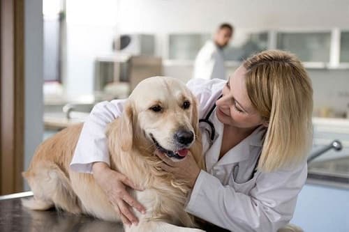 Chó bị điện giật: cách nhận biết, điều trị, chăm sóc