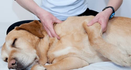 Chó bị viêm khớp nhiễm khuẩn: nguyên nhân, cách điều trị hiệu quả