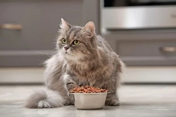 Chó mèo nhịn ăn trước khi phẫu thuật, các vấn đề cần lưu ý