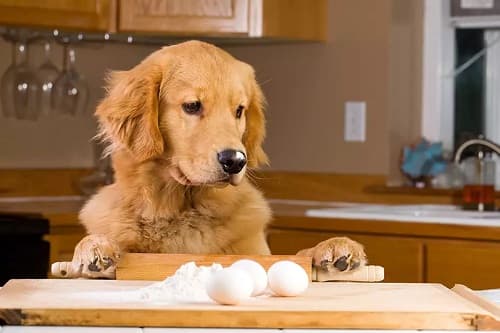 Có nên cho chó ăn trứng vịt lộn, trứng gà hay không?