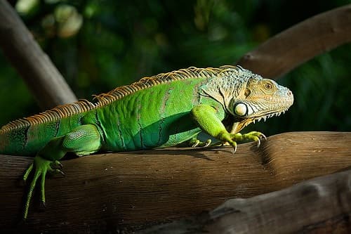 Giải đáp 15 câu hỏi thường gặp khi nuôi rồng Nam Mỹ (Iguana)