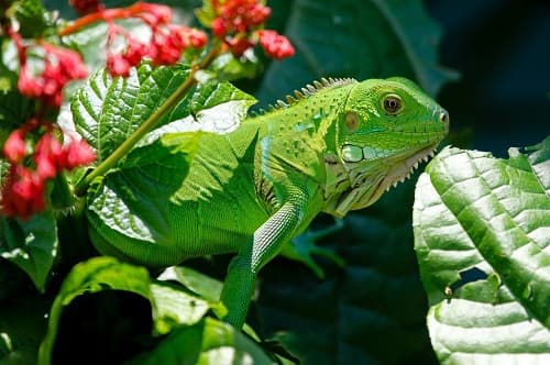 Giải đáp 15 câu hỏi thường gặp khi nuôi rồng Nam Mỹ (Iguana)