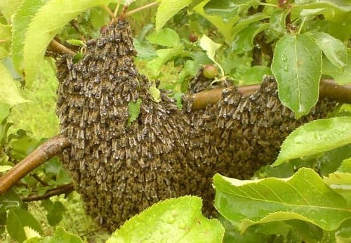 Hiện tượng ong thường đậu xung quanh tổ?