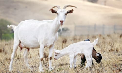 Hướng dẫn cách chọn dê giống đạt tiêu chuẩn, phát triển tốt