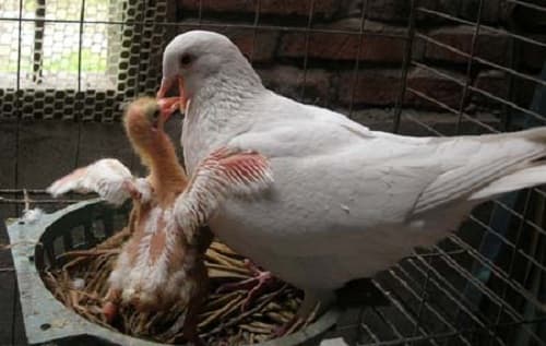 Kinh nghiệm chăm sóc chim bồ câu non khỏe mạnh, ít nhiễm bệnh