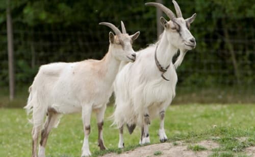 Kinh nghiệm nuôi dê khỏe mạnh, phát triển tốt, ít nhiễm bệnh