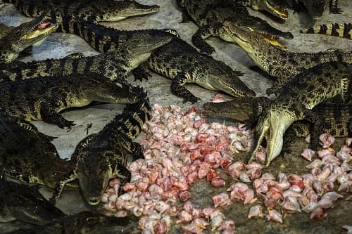 Lựa chọn thức ăn cho cá sấu, cách cho cá sâu ăn mau lớn, không bệnh