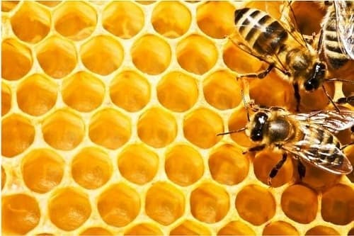 Quá trình hình thành nên mật ong diễn ra như thế nào?