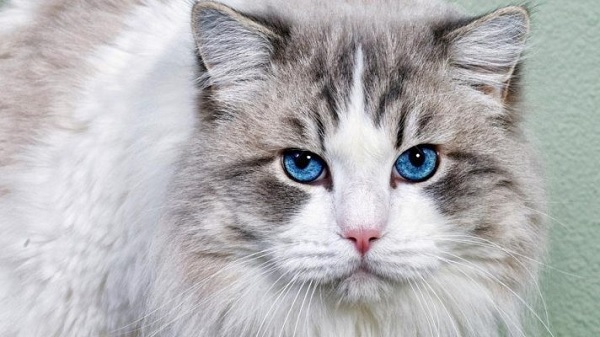 Mèo bị sỏi bàng quang: nguyên nhân, dấu hiệu
