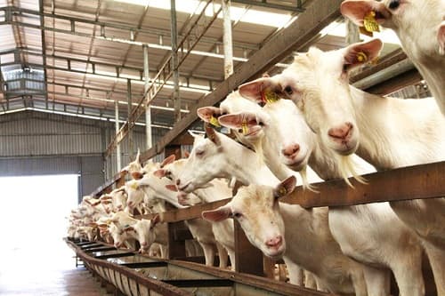 Những điều cần lưu ý khi nuôi dê vào mùa đông