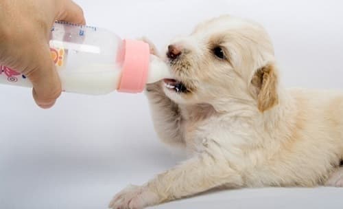 Những loại sữa nào chó con nên uống, không nên uống
