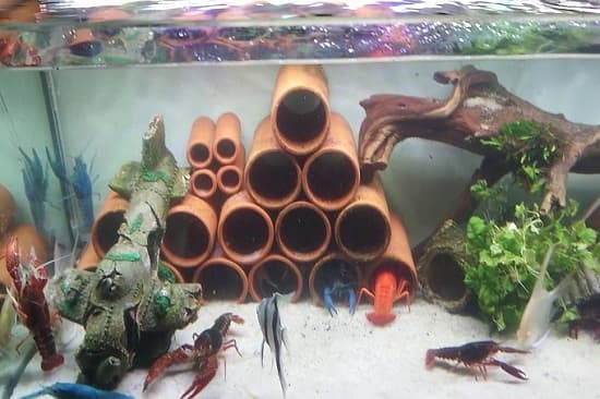 Nuôi tôm cảnh những điều cần biết để tôm cảnh lên màu đẹp