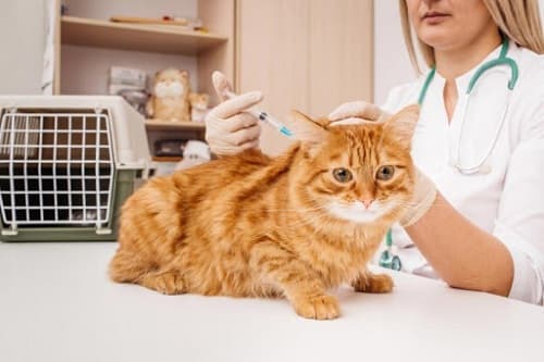 Tiêm phòng vaccine cho mèo: những điều cần biết