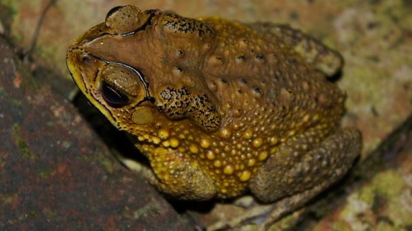 Ngộ độc thịt cóc: nguyên nhân, dấu hiệu, cách xử trí chuẩn nhất