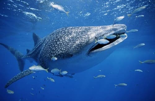 Ngạc nhiên trước khả năng nhịn đói của cá mập voi