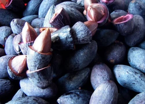 Món ngon từ trám đen, cách sơ chế và bảo quản trám đen đúng chuẩn