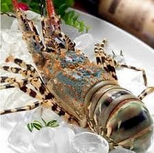 Vì sao tôm hùm giá trị?