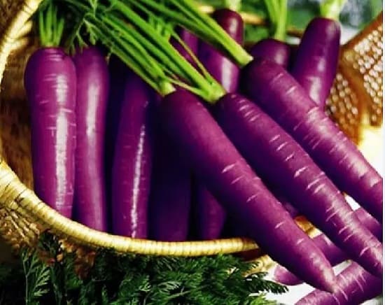 Cách trồng cà rốt tím cho củ to ít nhiễm sâu bệnh