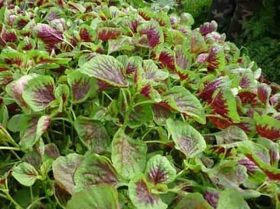 Những loại rau nào thích hợp trồng băng phương pháp giâm cành