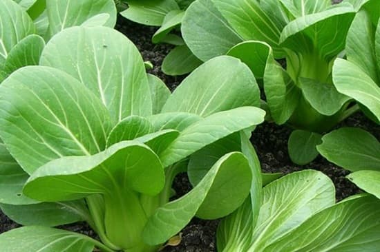 Những loại rau nào thích hợp trồng băng phương pháp giâm cành