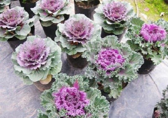 Trồng bắp cải tím tại nhà cần nhớ những điều gì