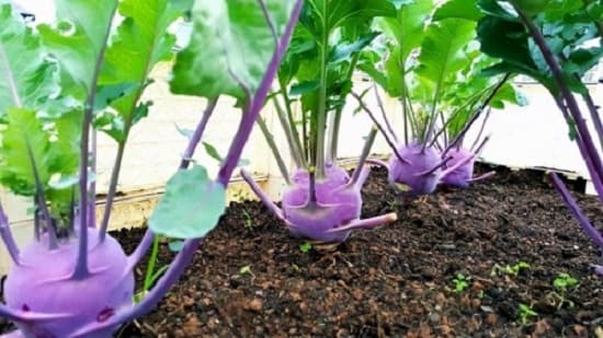 Tự trồng su hào tím tại nhà đơn giản mà lại đẹp mắt