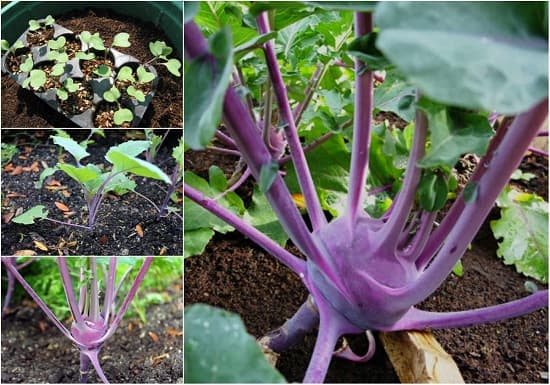 Tự trồng su hào tím tại nhà đơn giản mà lại đẹp mắt